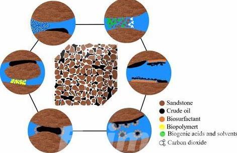 Microbial Enhanced Oil Recovery